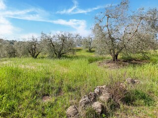 Apartamento Montescudaio Entorno 26