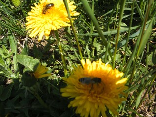 Appartamento per vacanze Abtenau Ambiente 19