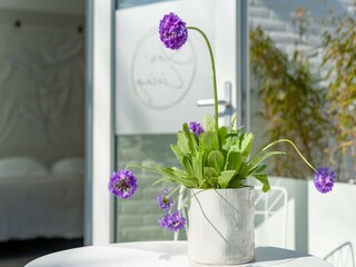 Holiday house Oostkapelle  19