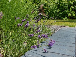 Casa per le vacanze Veere  40