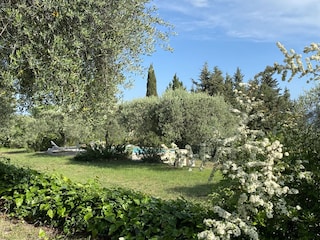 Pool im Garten inmitten der Oliventerrassen