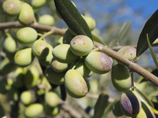 Der Garten voller Olivenbäume