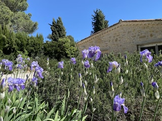 Irisblüte im März/April