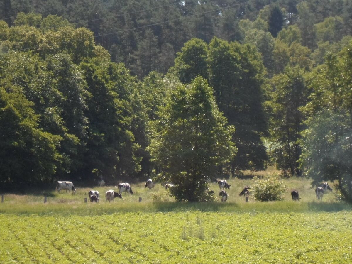 Blick von der Terrasse