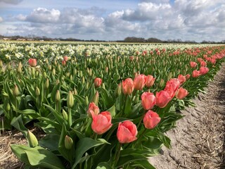 Bungalow Sint Maartenszee Omgeving 22