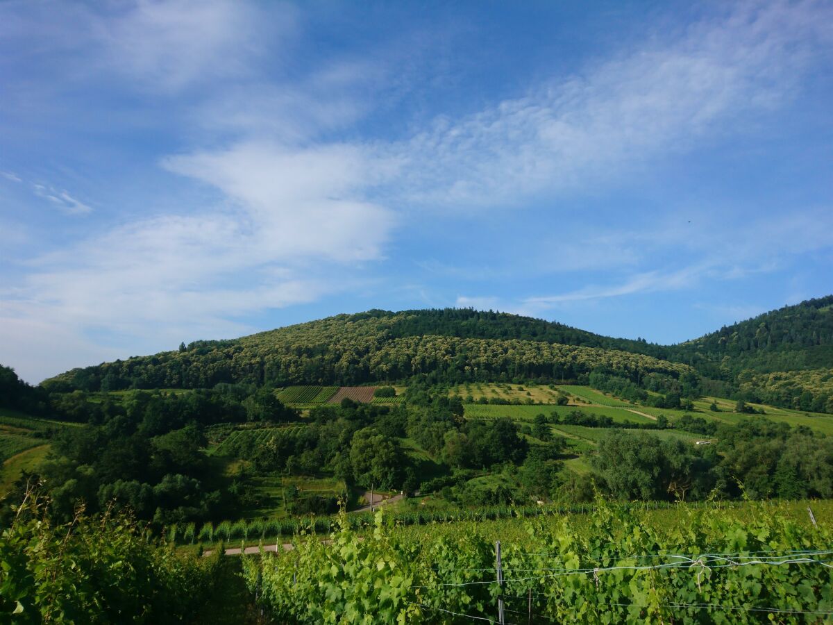 Föhrlenberg zur Kastanienblüte_Landau-Land e.V.