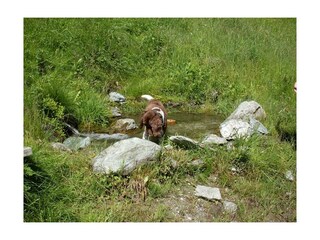 Bergwandern mit dem Hund