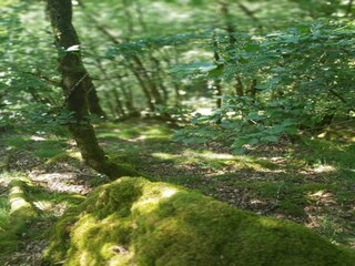 Maison de vacances Savignac-Lédrier Environnement 35