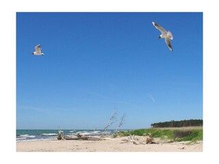 Prerow - Weststrand