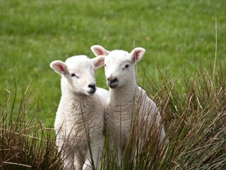 Sheeps