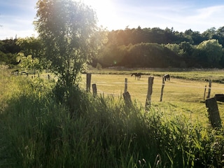 Ferienwohnung Hohwacht Außenaufnahme 34
