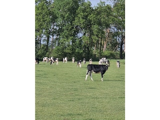 unsere Kühe auf der Weide