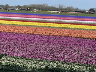 Casa per le vacanze Julianadorp Ambiente 16