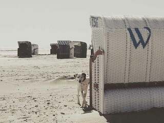 Amrum - Hundeurlaub am Strand