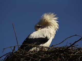 Storch auf dem Affenberg in Salem