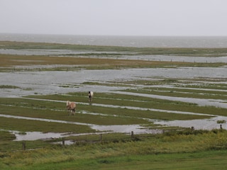 Hochwasser auf den Salzwiesen