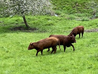 Kuehe auf der Weide