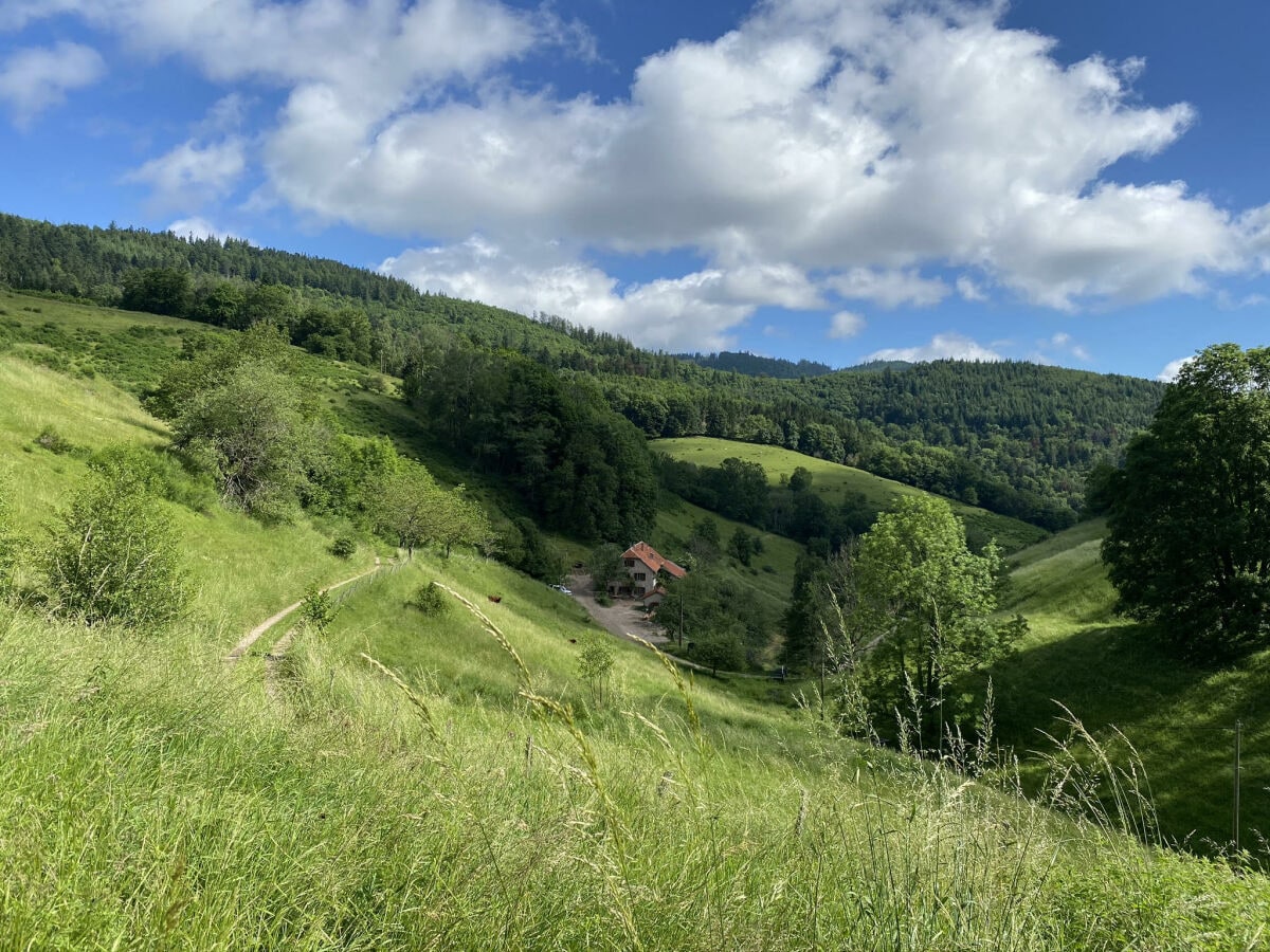 The farm in summer