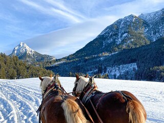 Kutschenfahrt mit den Norikern
