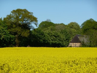 Rapsblüte in Schleswig-Holstein