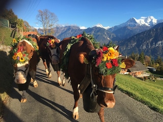 Herbstviehschau ist am 25. 10.2025