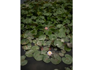 Villa Toscolano-Maderno  76