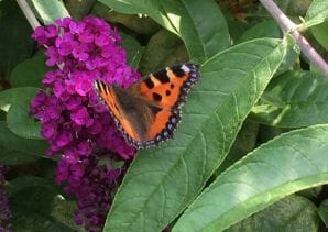 Apartment Gartenblick - Baiersbronn - image1