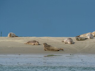 Casa per le vacanze Renesse Ambiente 28