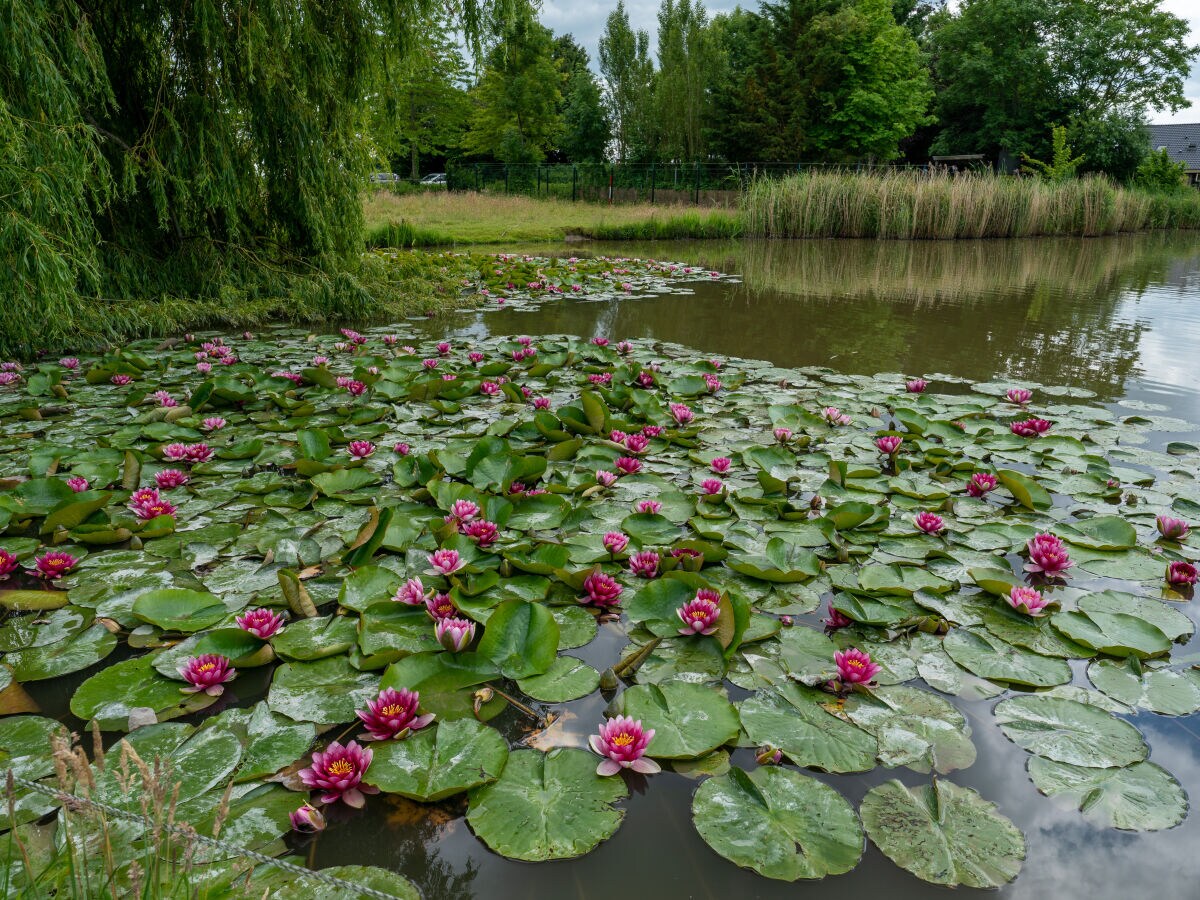 der Gartenteich