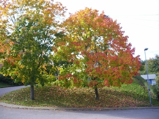Blick vom Balkon im Herbst