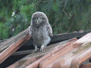 Maison de vacances Cavigny  40