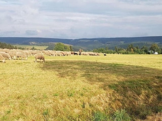 Ferienhaus Masserberg Umgebung 29