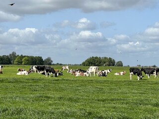 Maison de vacances Lemmer Environnement 35