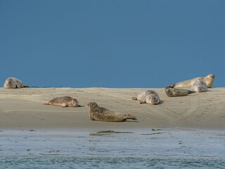 Seehunde Oosterschelde