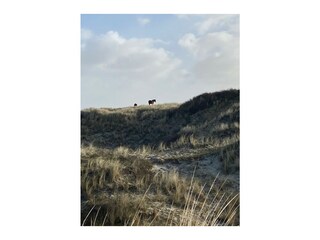 Appartamento per vacanze Egmond aan Zee Ambiente 21