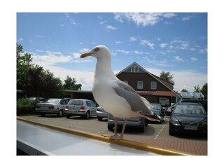 Appartamento per vacanze Burhave Ambiente 20