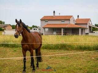 Vakantiehuis Fažana Omgeving 43