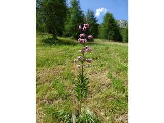 Appartamento per vacanze Antholz Ambiente 15