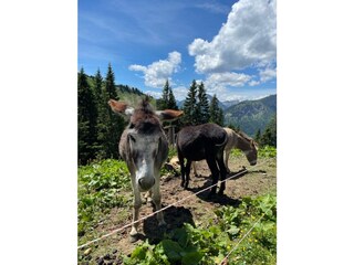 Appartamento per vacanze Höfen Ambiente 17