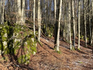 Wälder rund um Betzenstein