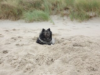 Casa per le vacanze Kamperland Ambiente 34