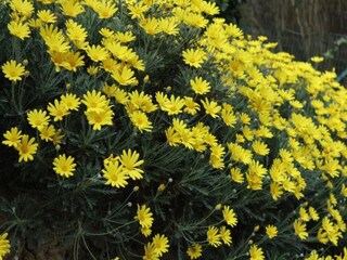 Apartamento Vezzi Portio Entorno 33