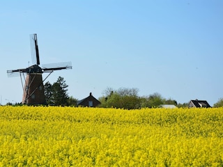 Mühle von Cadzand