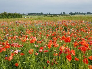 Mohnfeld Steilufer Ahrenshoop