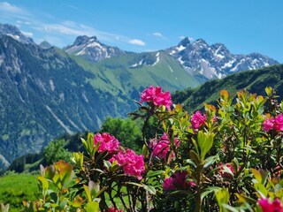 Alpenrosen