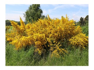 Die Pracht der Ginster