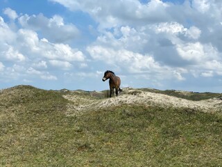 Appartamento per vacanze Bergen aan Zee Ambiente 32