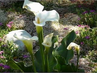 Im Garten gibt es immer etwas, das blüht