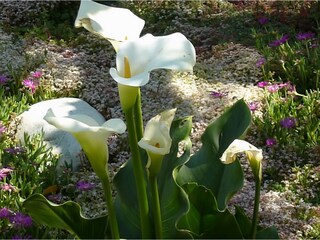 Vakantieappartement Tremosine sul Garda Buitenaudio-opname 8