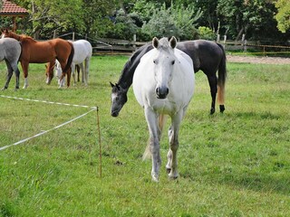 Ferienhaus Zudar Außenaufnahme 7